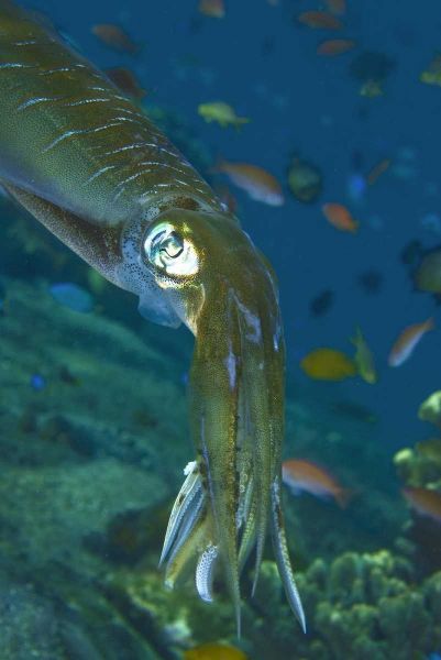 Close-up of a squid, Lembata Island, Indonesia